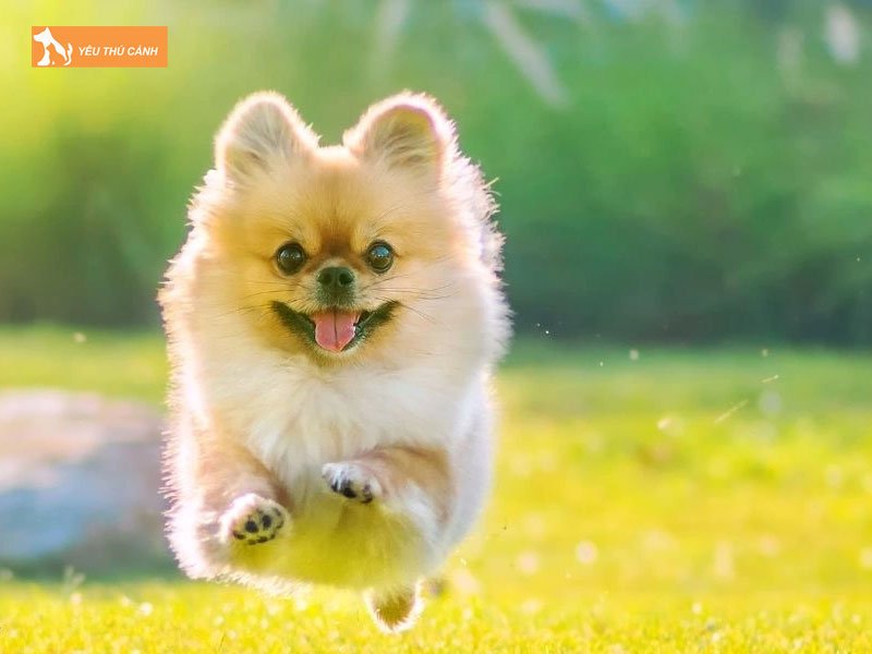 Cho-bac-kinh-lai-phoc-soc-la-gi-thucanh