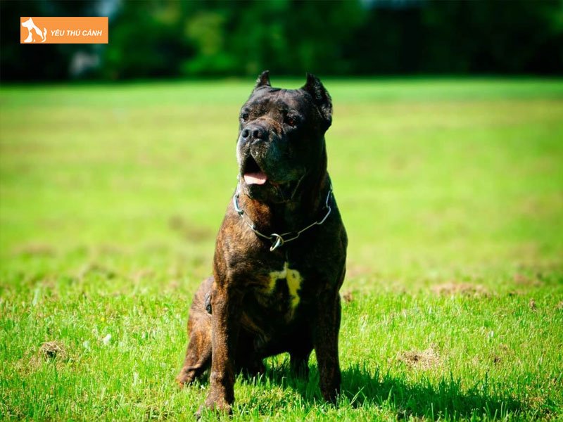 Cho-bandog-la-gi-thucanh