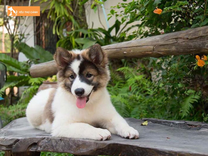 Cho-bangkaew-thai-la-gi-thucanh