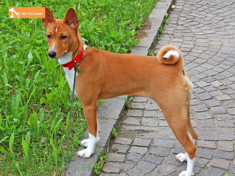 Cho-basenji-la-gi-thucanh
