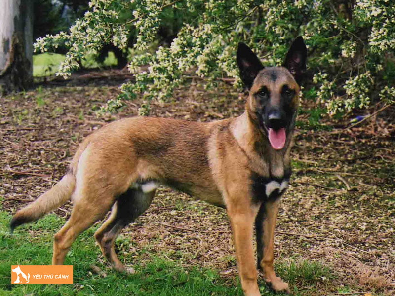 Cho-becgie-bi-la-gi-thucanh