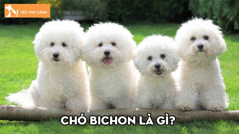 Cho-bichon-la-gi-thong-tin-ve-dac-diem-va-cach-nuoi-thucanh