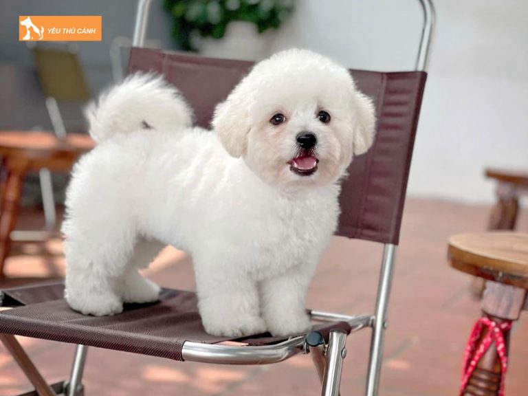 Chó Bichon là gì? Thông tin về đặc điểm và cách nuôi | thucanh