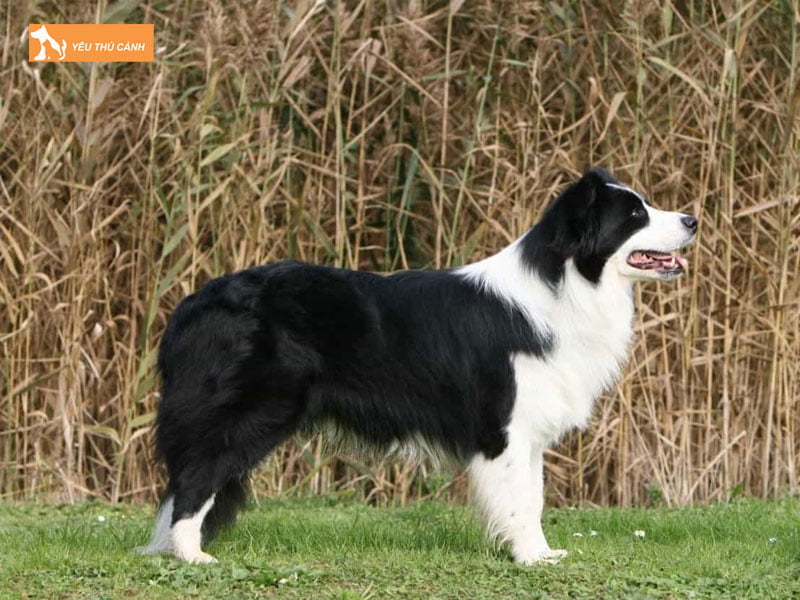 Cho-border-collie-la-gi-thucanh