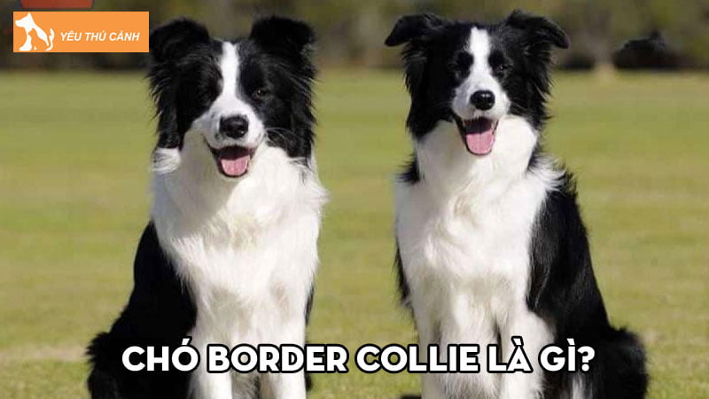 Cho-border-collie-la-gi-tim-hieu-cach-nuoi-cho-khon-khoe-thucanh