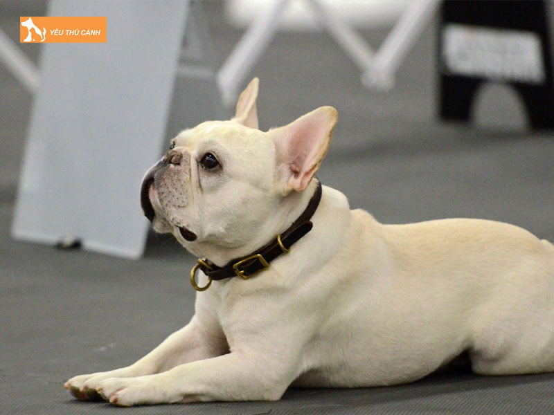 Cho-bull-la-giong-cho-gi-thucanh