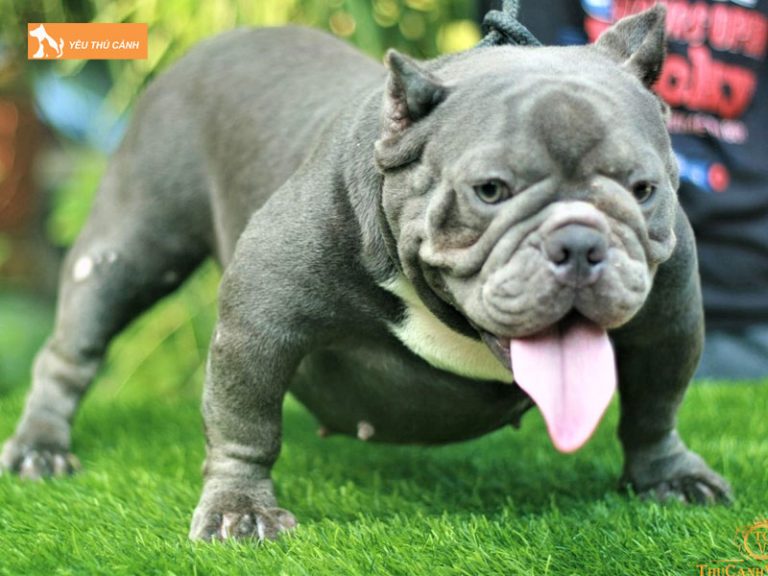 Giống chó Bull là gì? Bật mí cách chăm sóc và giá bán tham khảo