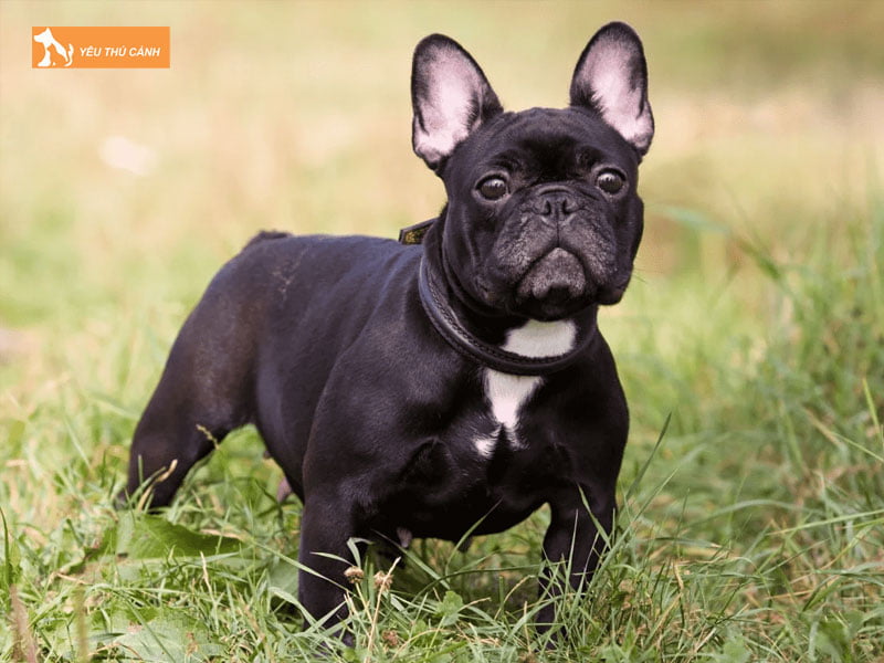 Cho-bull-phap-thucanh