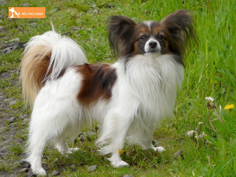 Cho-buom-la-giong-cho-gi-1-thucanh