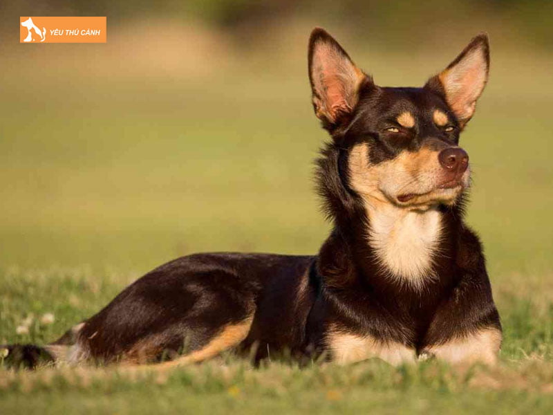 Cho-chan-cuu-kelpie-uc-la-gi-thucanh