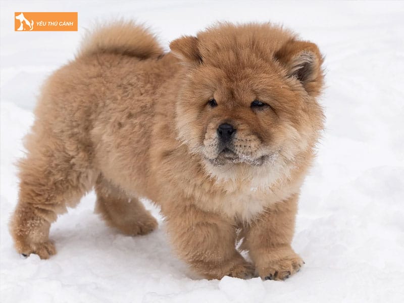 Cho-chow-chow-la-giong-cho-gi-thucanh