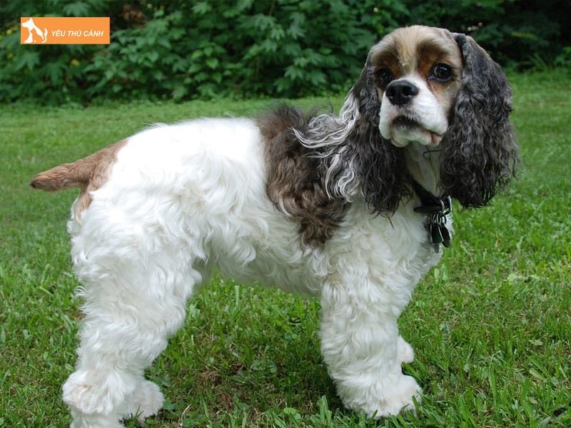 Cho-cocker-la-giong-cho-gi-thucanh