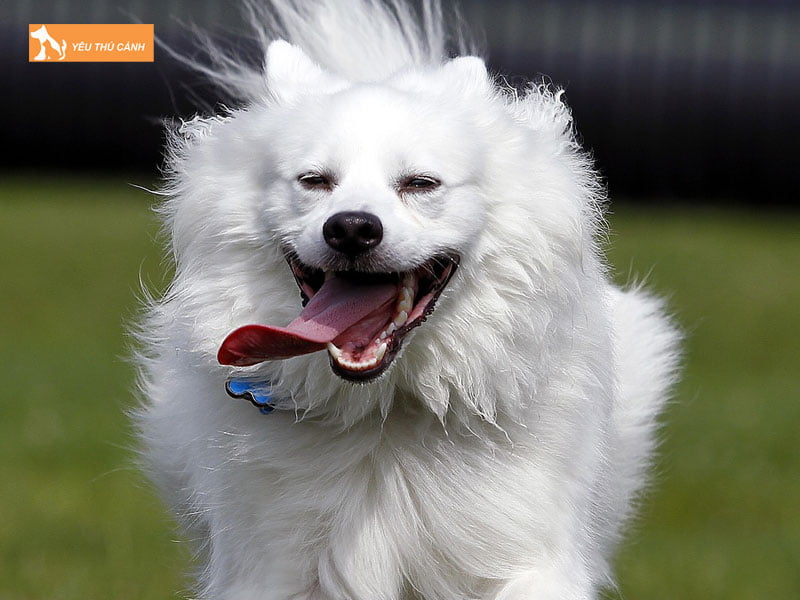 Cho-eskimo-my-co-dep-khong-va-thong-minh-khong-thucanh