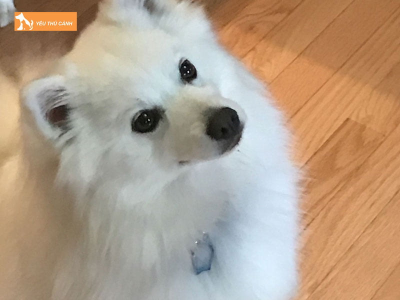 Cho-eskimo-my-la-giong-cho-gi-thucanh