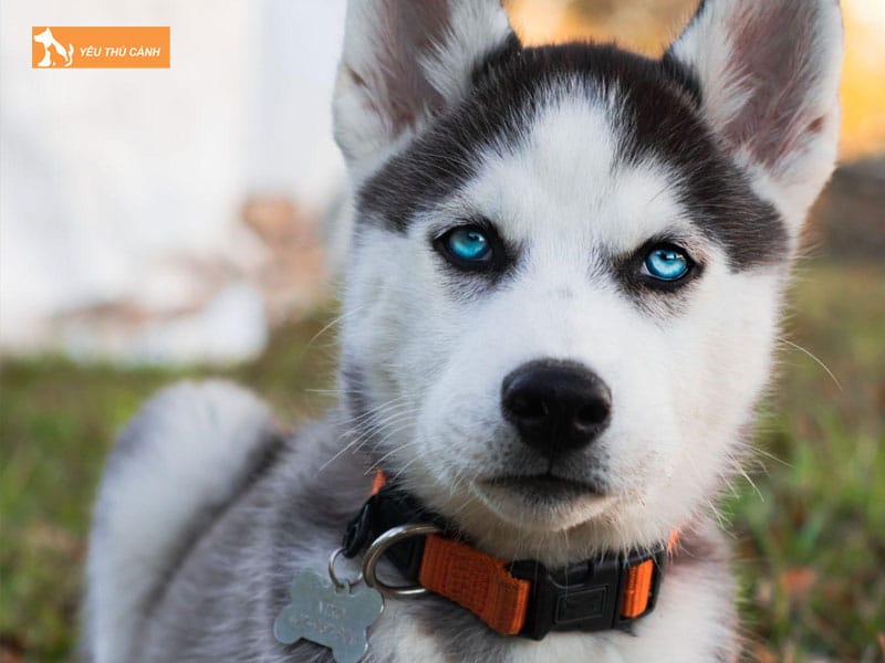 Cho-husky-la-giong-cho-gi-thucanh
