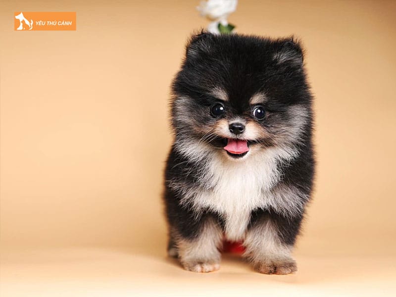 Cho-phoc-soc-la-giong-cho-gi-thucanh