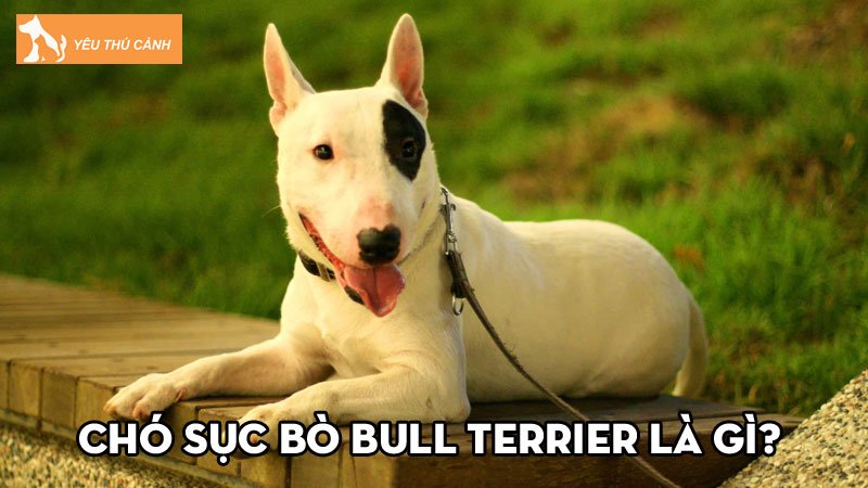 Cho-suc-bo-bull-terrier-la-gi-cach-nuoi-cho-khoe-manh-thucanh