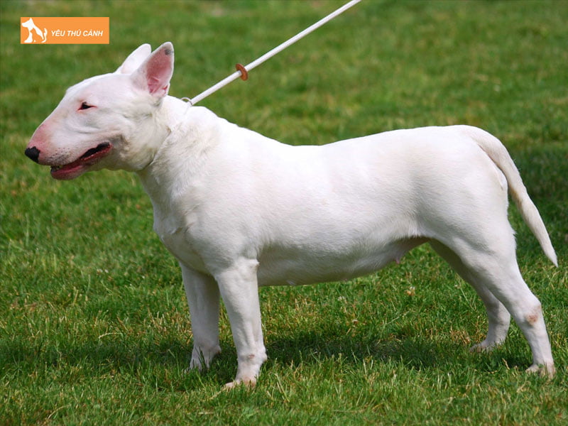 Cho-suc-bo-bull-terrier-la-gi-thucanh