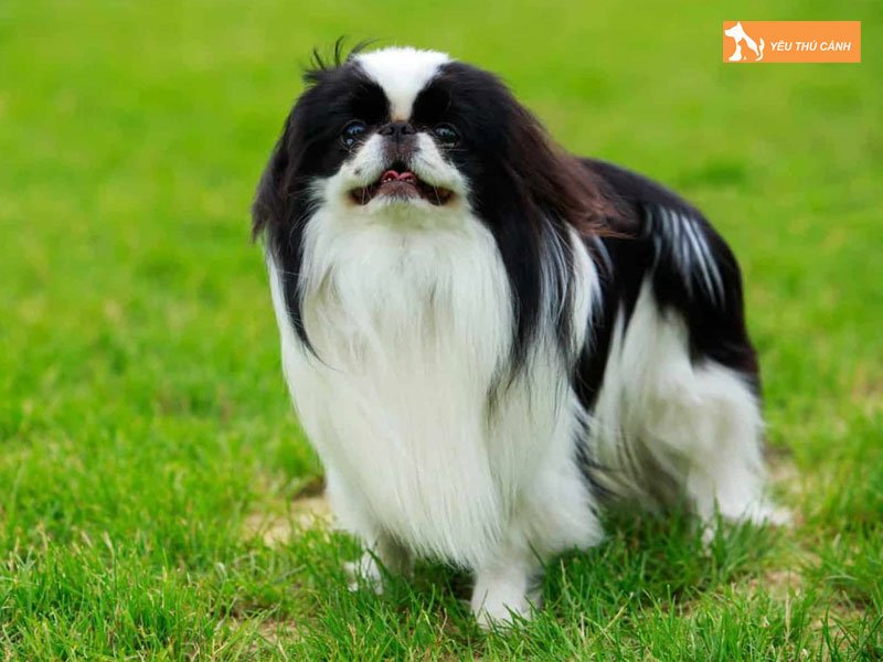 Dac-diem-cho-bac-kinh-lai-nhat-thucanh