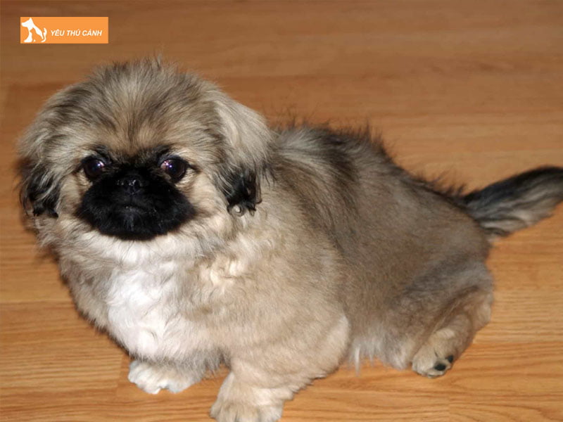 Dac-diem-cho-bac-kinh-lai-phoc-soc-thucanh