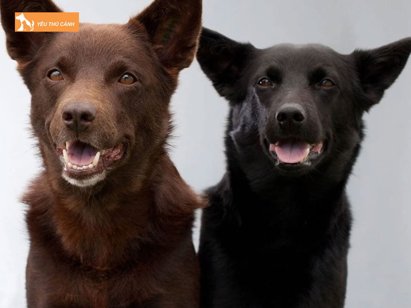 Dac-diem-cho-chan-cuu-kelpie-uc-1-thucanh