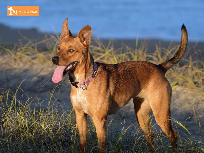 Dac-diem-cho-chan-cuu-kelpie-uc-thucanh