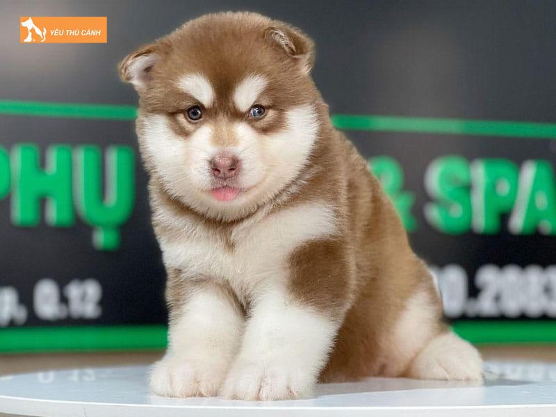 Dac-diem-cua-cho-alaska-thucanh