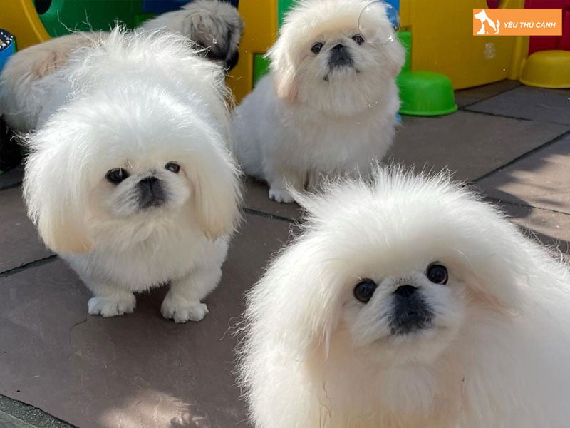 Dac-diem-cua-cho-bac-kinh-1-thucanh