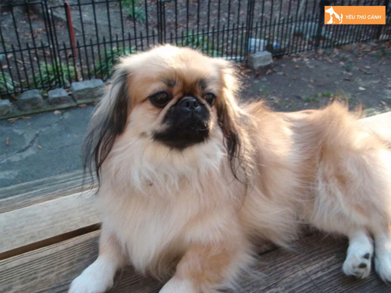 Dac-diem-cua-cho-bac-kinh-thucanh