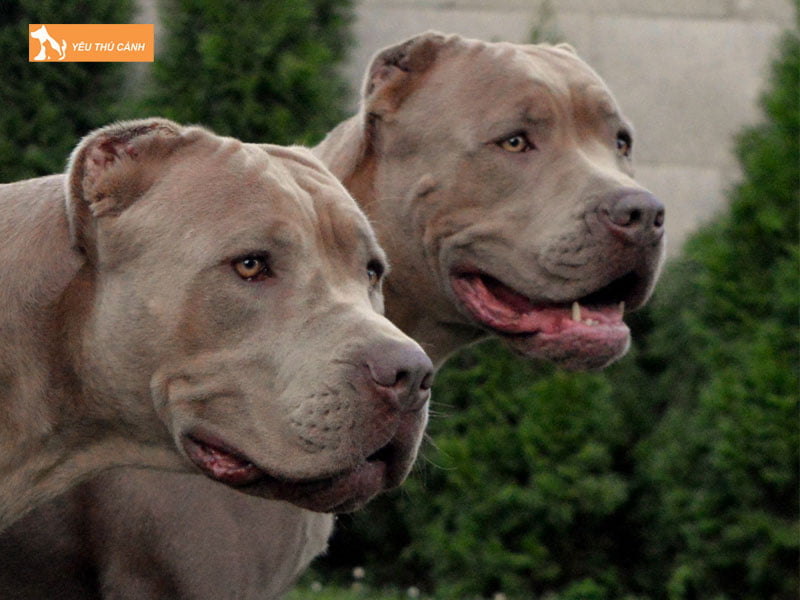 Dac-diem-cua-cho-bandog-thucanh