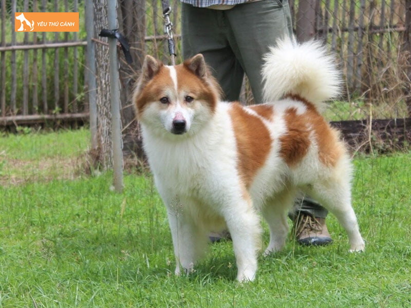 Dac-diem-cua-cho-bangkaew-thai-thucanh