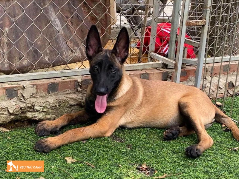 Dac-diem-cua-cho-becgie-bi-1-thucanh