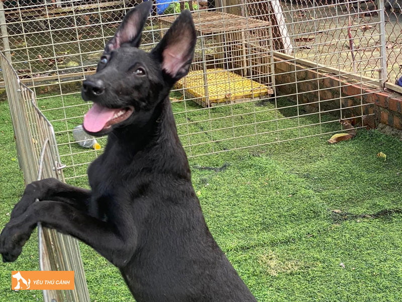 Dac-diem-cua-cho-becgie-bi-thucanh