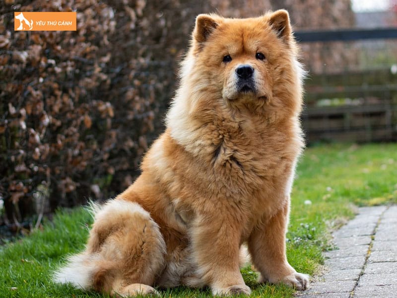 Dac-diem-cua-cho-chow-chow-thucanh