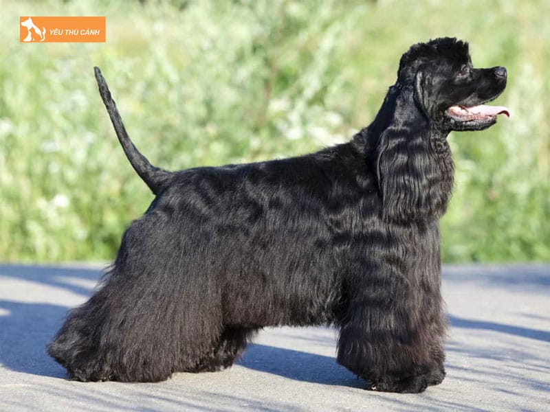 Dac-diem-cua-cho-cocker-1-thucanh