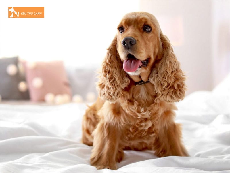 Dac-diem-cua-cho-cocker-thucanh