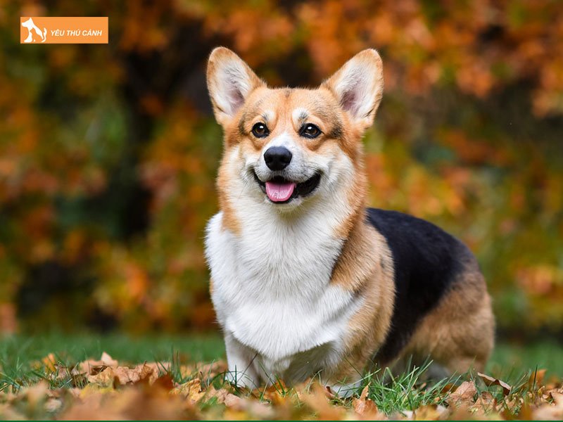 Dac-diem-cua-cho-corgi-1-thucanh