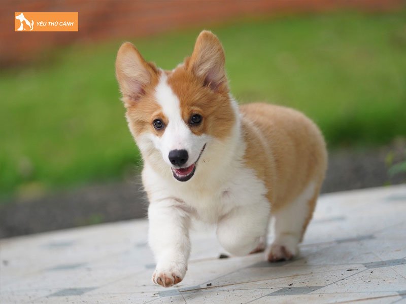 Dac-diem-cua-cho-corgi-thucanh