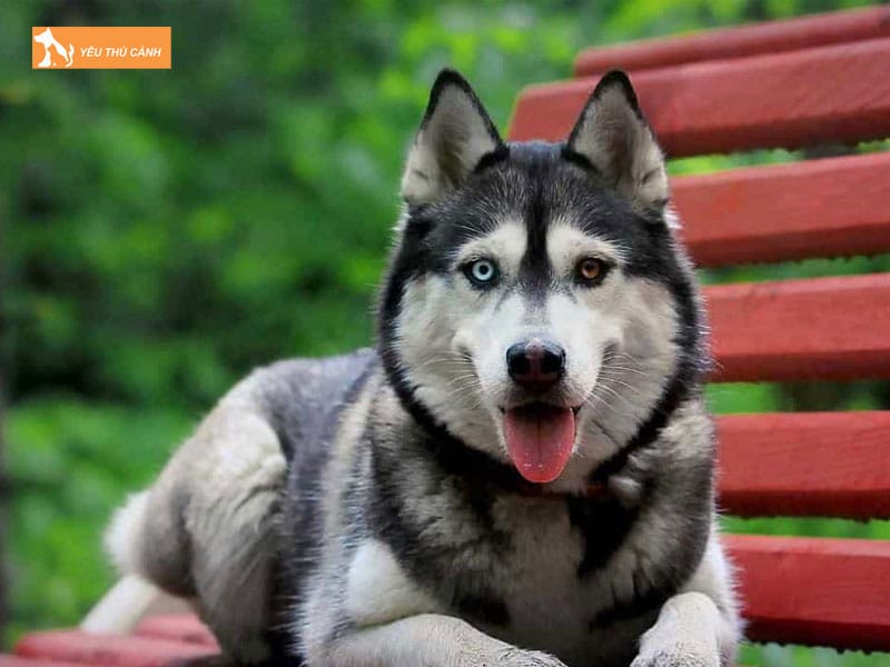 Dac-diem-cua-cho-husky-1-thucanh