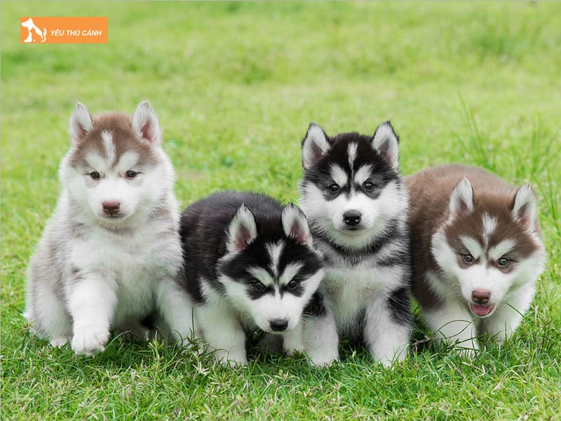 Dac-diem-cua-cho-husky-thucanh