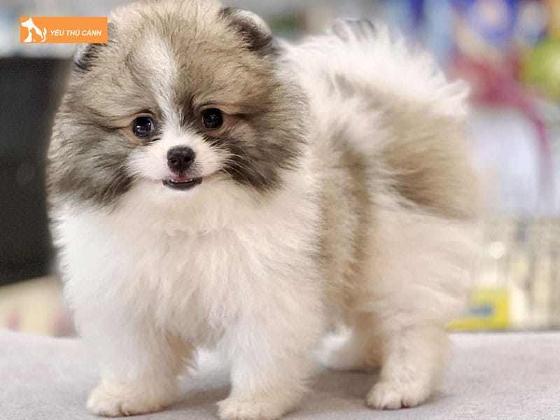 Dac-diem-cua-cho-phoc-soc-1-thucanh