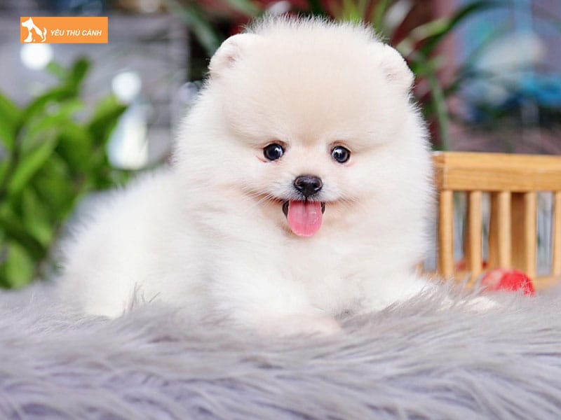 Dac-diem-cua-cho-phoc-soc-thucanh