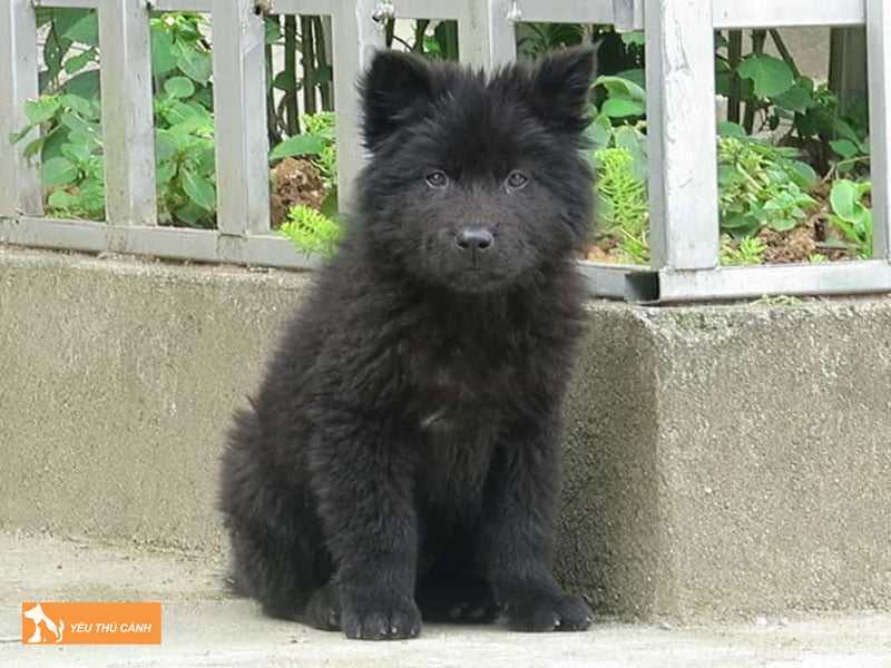 Dac-diem-cua-giong-cho-bac-ha-xu-1-thucanh