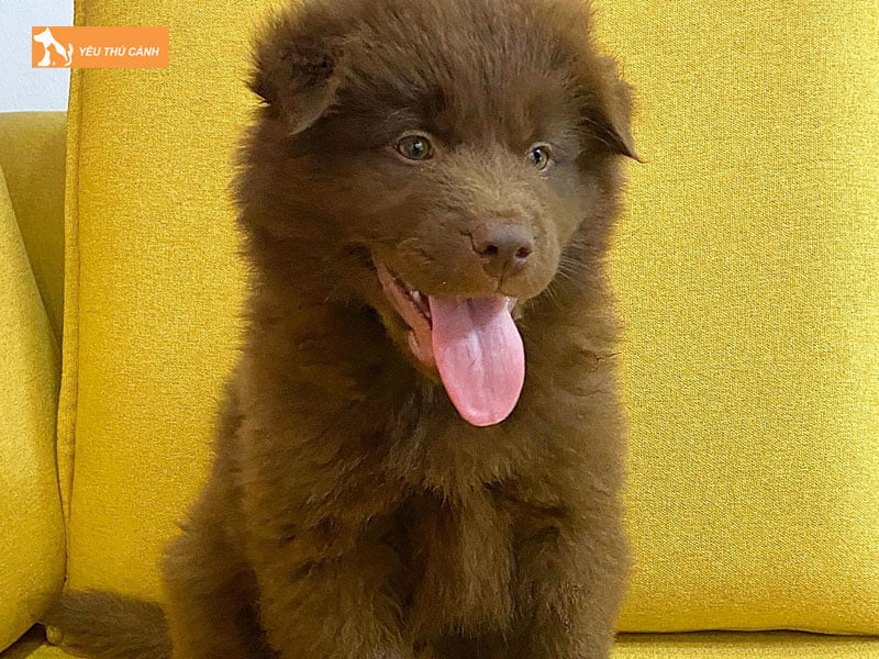 Dac-diem-cua-giong-cho-bac-ha-xu-thucanh