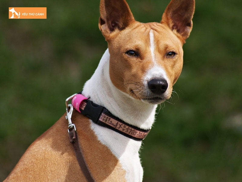 Dac-diem-cua-giong-cho-basenji-1-thucanh