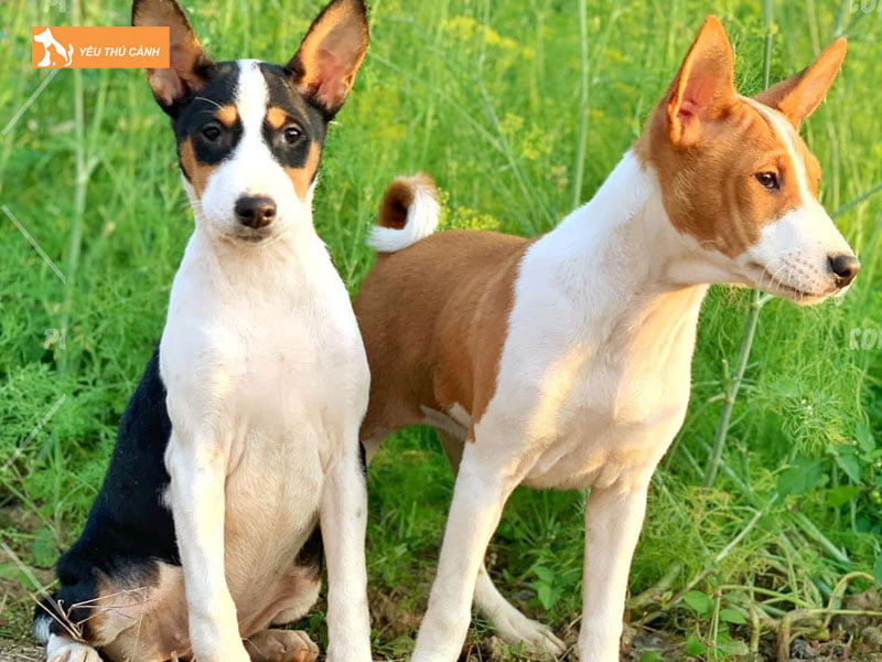 Dac-diem-cua-giong-cho-basenji-thucanh