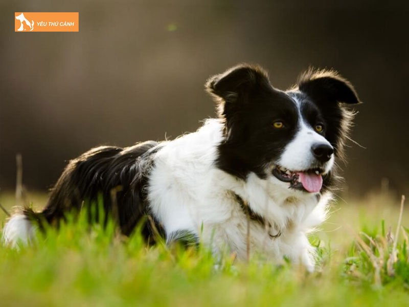 Dac-diem-cua-giong-cho-border-collie-1-thucanh