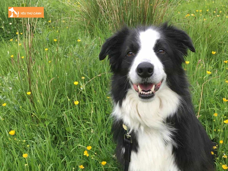 Dac-diem-cua-giong-cho-border-collie-thucanh