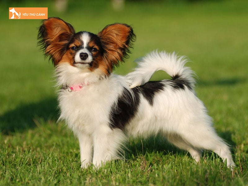 Dac-diem-cua-giong-cho-buom-papillon-thucanh