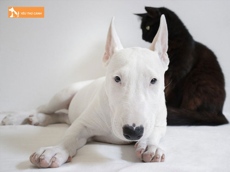 Dac-diem-cua-giong-cho-suc-bo-1-thucanh